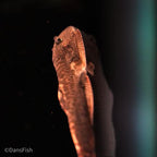 Red Devil Hillstream Loach