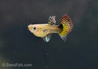 Red Dragon Guppy