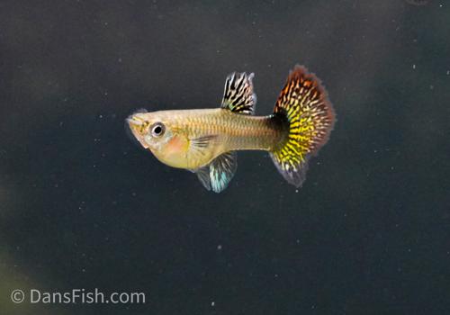 Red Dragon Guppy