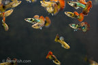 Red Dragon Guppy