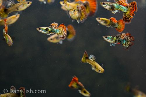 Red Dragon Guppy