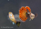 Red Dragon Guppy
