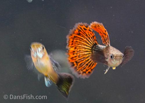 Red Dragon Guppy
