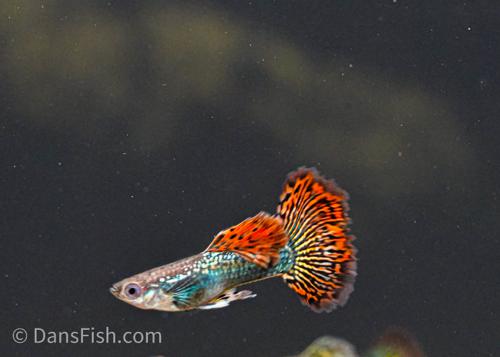 Red Dragon Guppy