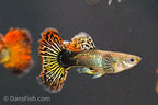 Red Dragon Guppy