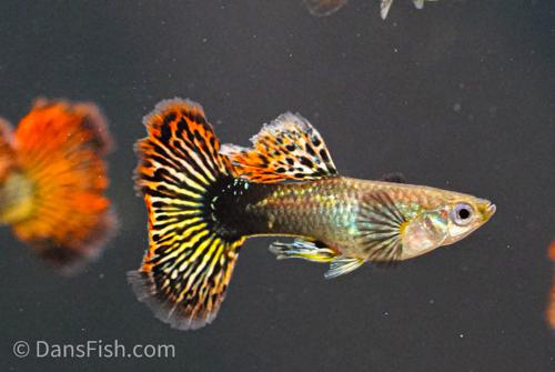 Red Dragon Guppy