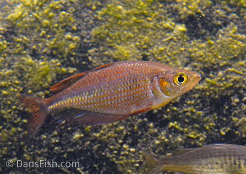 Red Dragon Rainbowfish "Pagai Village"