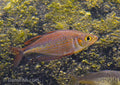 Red Dragon Rainbowfish "Pagai Village"