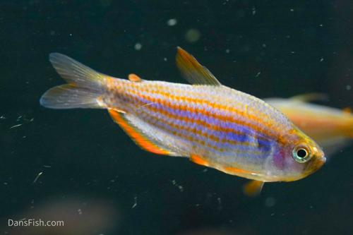 Scratched Kerri Tetra