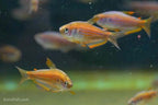Scratched Kerri Tetra