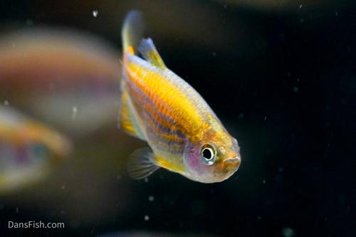 Scratched Kerri Tetra