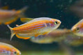 Scratched Kerri Tetra