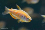 Scratched Kerri Tetra