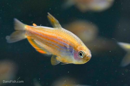 Scratched Kerri Tetra