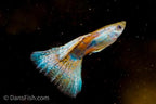 Red Grass Guppy
