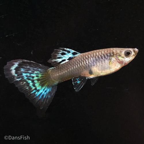 Red Grass Guppy