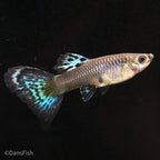 Red Grass Guppy
