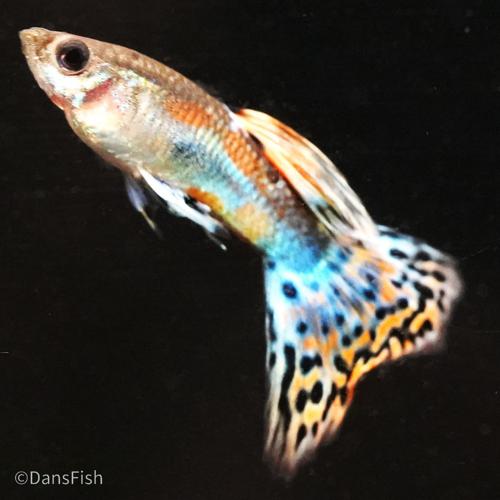 Red Grass Guppy