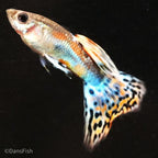 Red Grass Guppy