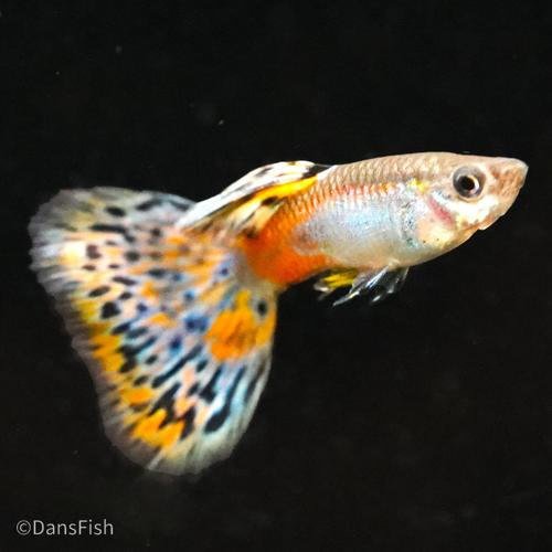 Red Grass Guppy