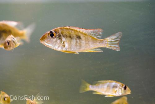 Red Head Tapajos