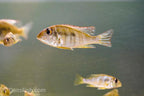 Red Head Tapajos