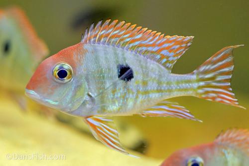 Red Head Tapajos