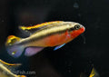 Super Red Kribensis