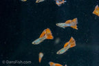 Red Lace Guppy