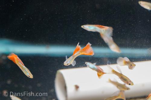 Red Lace Guppy