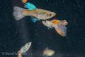 Red Lace Guppy