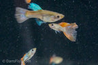 Red Lace Guppy
