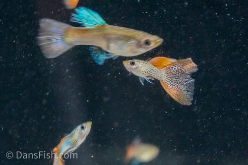 Red Lace Guppy