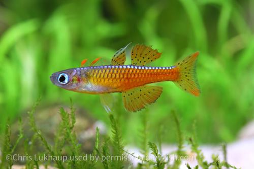 Red Neon Blue Eye Rainbow