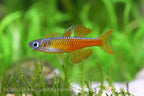 Red Neon Blue Eye Rainbow