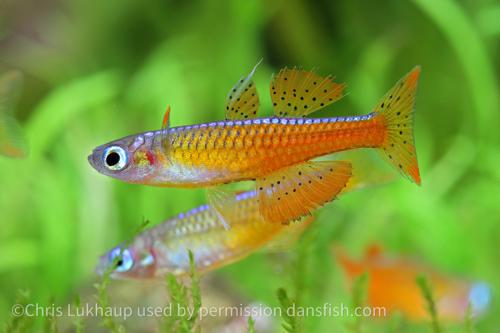 Red Neon Blue Eye Rainbow