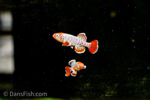 Nothobranchius eggersi 'Ruhoi Red"