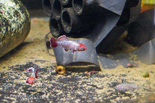 Nothobranchius eggersi 'Ruhoi Red"