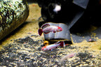 Nothobranchius eggersi 'Ruhoi Red"