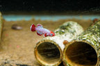 Nothobranchius eggersi 'Ruhoi Red"