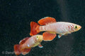 Red Nothobranchius korthausae 'Mafia TZN 08-2'