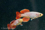 Red Nothobranchius korthausae 'Mafia TZN 08-2'