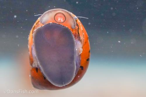 Red Onion Nerite Snail, (3 pack)