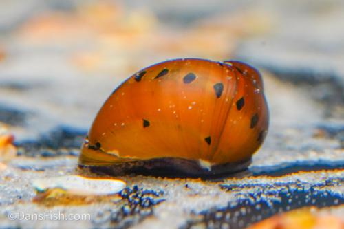 Red Onion Nerite Snail, (3 pack)