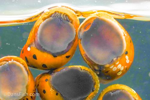 Red Onion Nerite Snail, (3 pack)