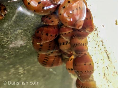 Red Onion Nerite Snail, (3 pack)