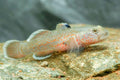 Red Spot Goby