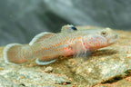 Red Spot Goby