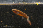 Red Stripe Killifish