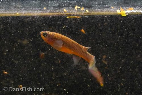 Red Stripe Killifish